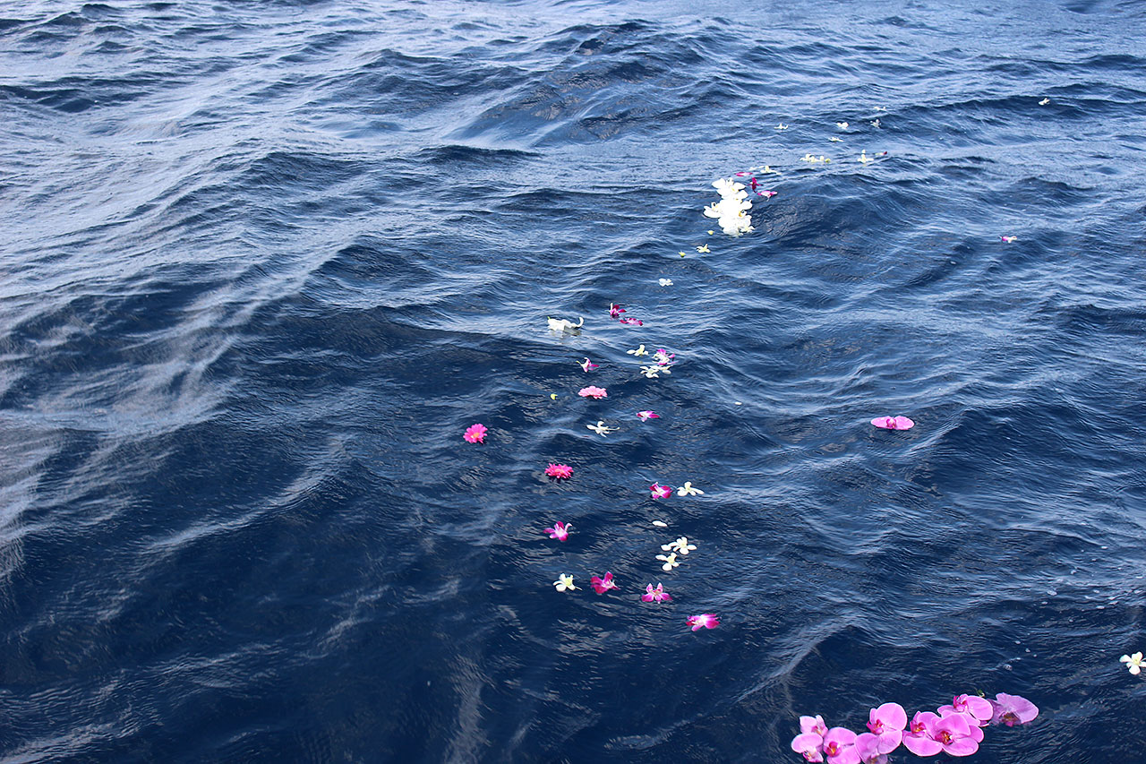 名護湾に漂うお花
